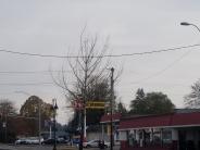 Leaning tree in front of Les Schwab