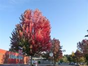 Autumn tree of the year