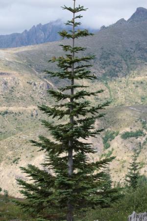 Noble Fir