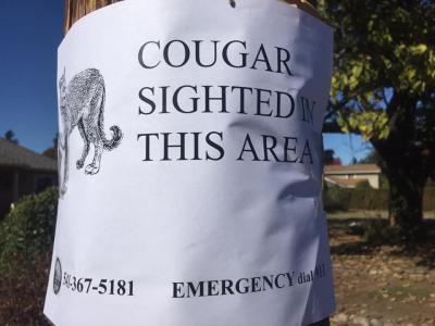 Cougar Sighting