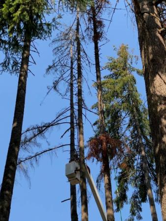 Hazardous Trees